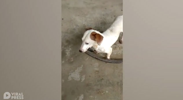 Video: Sốc cảnh chó giết chết rắn rồi ngoạm cổ lôi xác về nhà