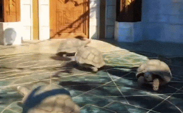 Video: Sự thật đáng kinh ngạc đằng sau video rùa chạy như dân tổ lái