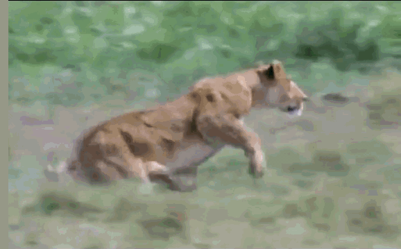 Video: Sư tử bay người, tung đòn hiểm hạ gục ngựa vằn nhanh như chớp