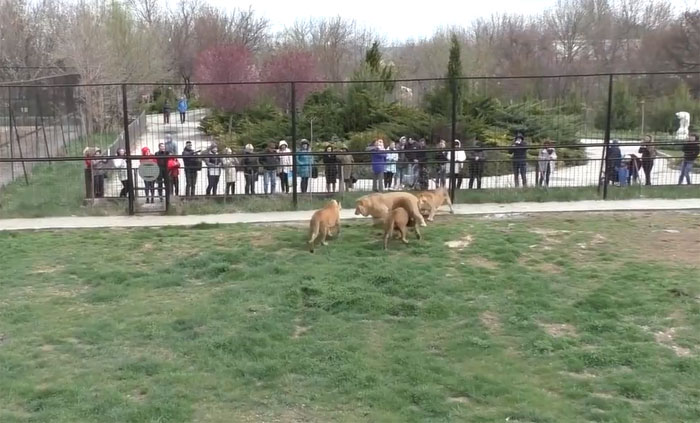 Video: Sư tử đực trẻ dũng cảm đối đầu bầy sư tử lớn để bảo vệ hai người bạn của mình
