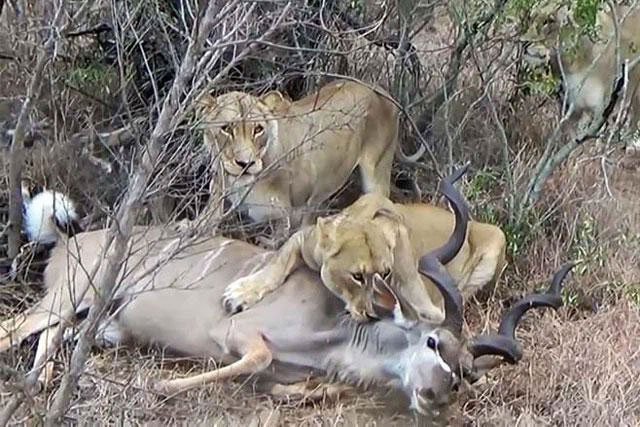Video: Sư tử giăng bẫy tuyệt đỉnh, đoạt mạng linh dương vằn Kudu
