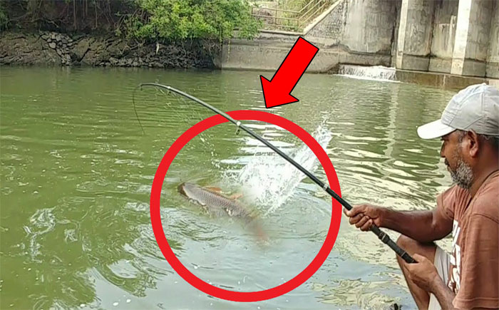 Video: Thả câu dưới chân cầu, ông lão liên tục kéo lên cá khủng khiến mọi người kinh ngạc