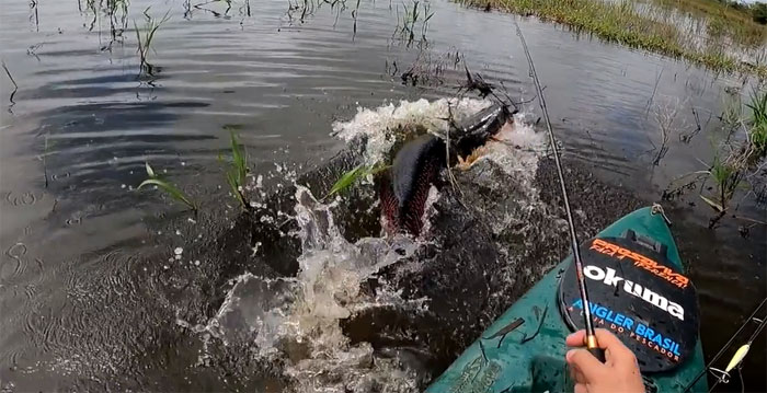 Video: Thả câu giữa vùng nước vắng, người đàn ông bất ngờ kéo lên thuyền con cá siêu khủng này!