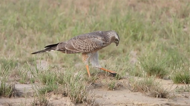 Video: Thằn lằn sử dụng độc chiêu để thoát khỏi móng vuốt chim ưng