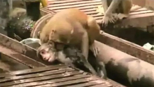 Video: Thấy bạn bị điện giật bất tỉnh, khỉ lao vào giải cứu và cái kết