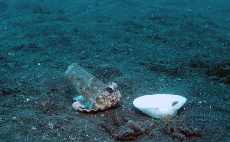 Video: Thợ lặn kiên nhẫn đặt vỏ sò cạnh chiếc cốc nhựa dưới đáy biển, chuyện gì đã xảy ra sau đó?