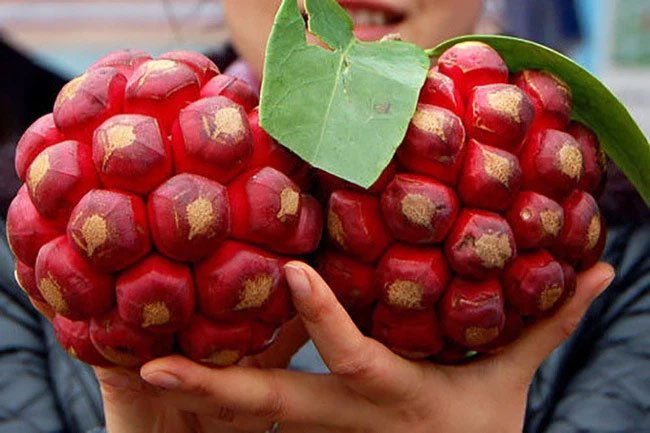 Video: Thợ rừng bất ngờ phát hiện trái thần dược phòng the, giá vài triệu đồng mỗi kg