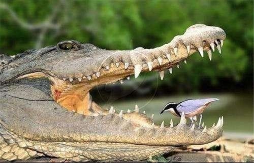 Video: Thót tim cảnh chim xỉa răng cho cá sấu