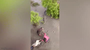 Video: Thót tim cảnh dân làng bắt cá sấu khổng lồ