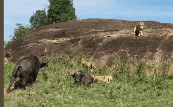 Video: Trâu đực liều chết cứu người tình thoát khỏi móng vuốt 3 sư tử