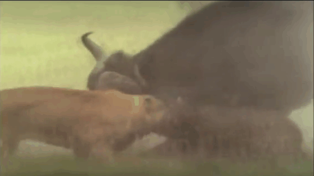 Video: Trâu rừng tử chiến sư tử, quyết cướp lại con non từ kẻ săn mồi