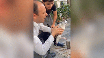 Video: Trêu chọc chim hải âu, người đàn ông suýt bị cắn đứt lưỡi