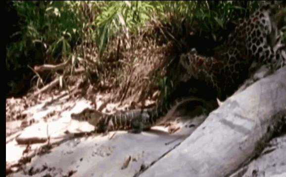 Video: Trêu chọc sát thủ đầm lầy, báo đốm nhận cái kết đau đớn