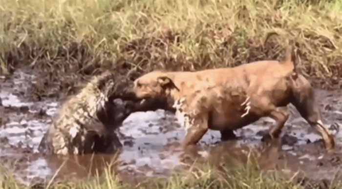 Video: Tử chiến với nhím trong vũng bùn, chó Pitbull bị gai găm đầy mặt