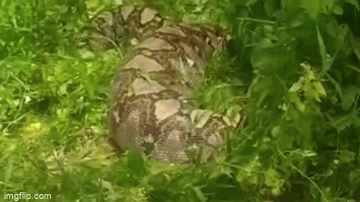 Video: Vây bắt con trăn khổng lồ với chiếc bụng căng tròn