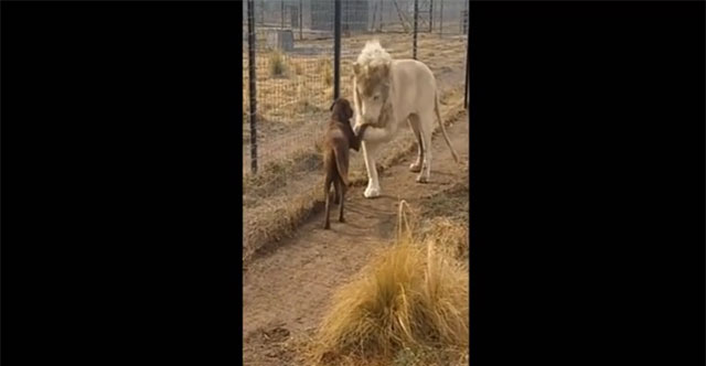 Video: Vừa gặp chó, sư tử trắng liền có hành động lạ