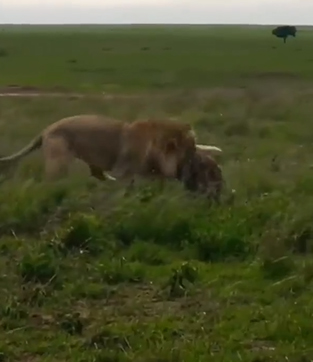 Video: Vua sư tử ra đòn tàn nhẫn hạ gục linh cẩu trong một nốt nhạc