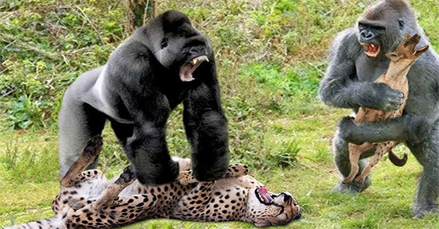 Video: Ỷ mạnh hiếp yếu, báo đốm phải cúp đuôi bỏ chạy trong hoảng loạn vì bị bầy khỉ tấn công