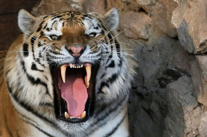 Việc giết một loài ăn thịt lớn khác bằng vũ khí trước mặt một con hổ có khiến nó sợ con người không?