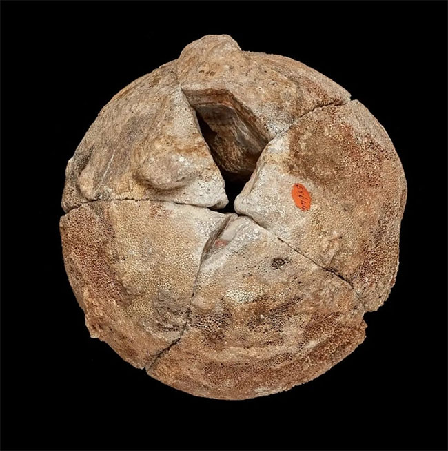 Viên đá mã não được giữ như báu vật 140 năm, nhân viên bảo tàng ngã ngửa khi biết là trứng quái thú