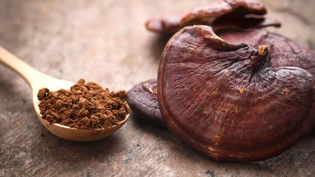 Việt Nam có 1 loại “nấm trường thọ” chứa hơn 400 dưỡng chất quý giá