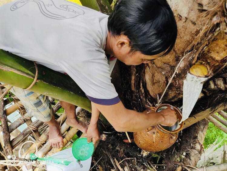 Việt Nam có một loại cây lạ có thể uống trực tiếp từ thân cây, dễ gây nghiện