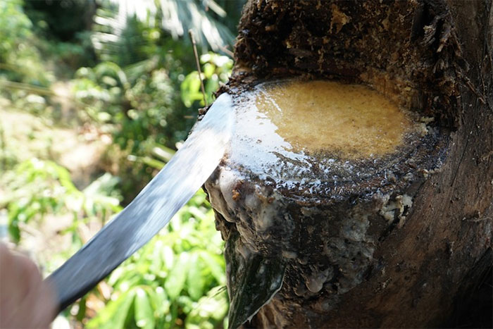 Việt Nam có một loại cây lạ có thể uống trực tiếp từ thân cây, dễ gây nghiện