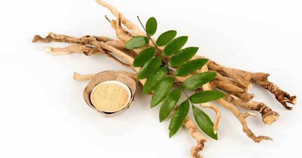 Việt Nam có một loại cây phơi khô là “dược liệu vàng” giúp bổ gan, đào thải acid uric hiệu quả