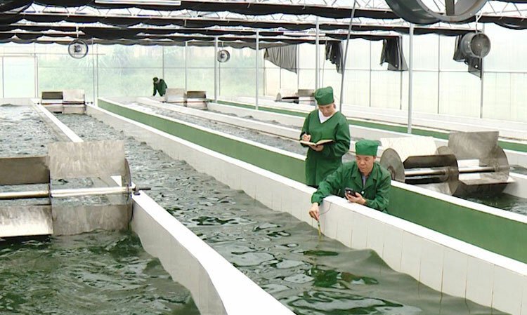 Việt Nam nhân nuôi thành công chủng giống tảo xoắn Spirulina
