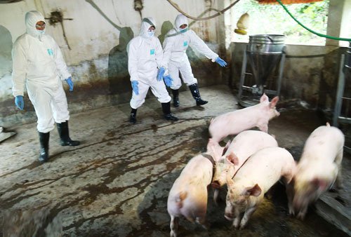 Việt Nam sản xuất thành công vắc xin phòng dịch tả lợn châu Phi
