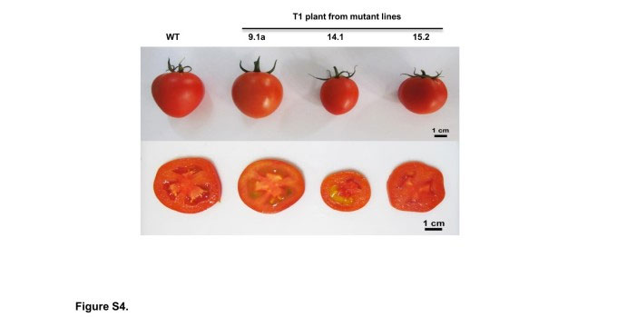 Việt Nam tạo ra giống cà chua hàm lượng axit amin tăng gấp 2 lần