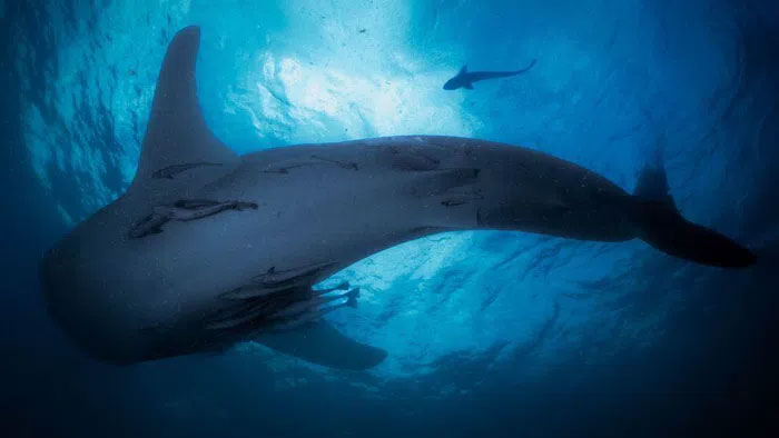 Vịnh Triton - Nơi những người sống cùng cá mập khổng lồ
