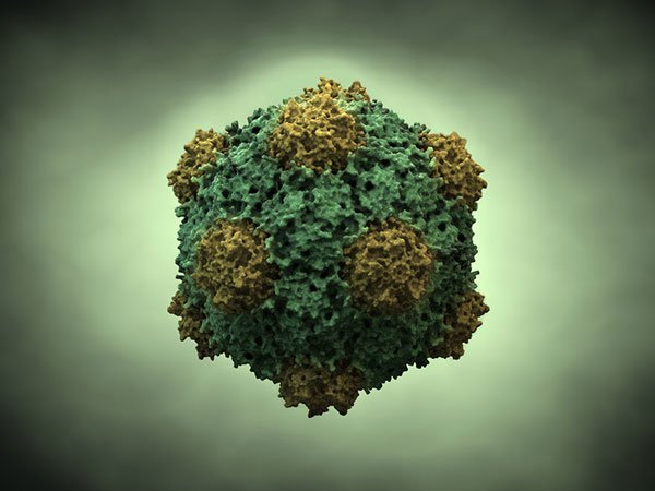 Virus khảm đậu đũa: vũ khí hiệu nghiệm chống ung thư?