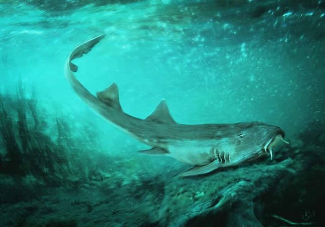 Vô tình phát hiện ra loài cá mập mới trong khi phân loại hóa thạch Tyrannosaurus rex