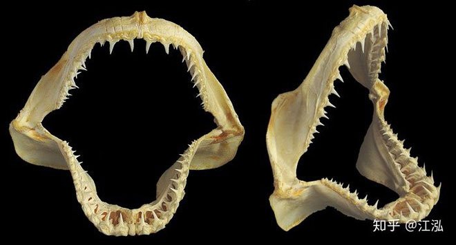 Vô tình phát hiện ra loài cá mập mới trong khi phân loại hóa thạch Tyrannosaurus rex