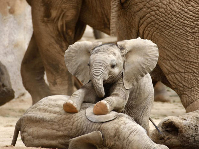 Voi châu Phi đang tiến hóa thành voi không ngà vì bị săn trộm quá nhiều