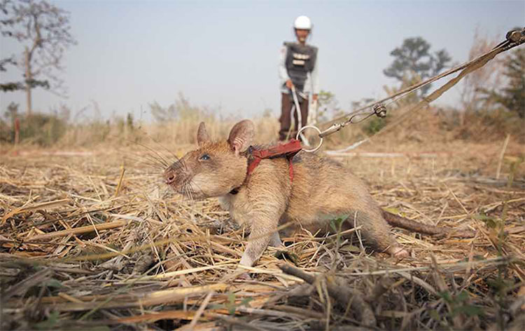 Voi sợ chuột, nhưng voi châu Phi lại đang được cứu nhờ chúng và đây là lý do