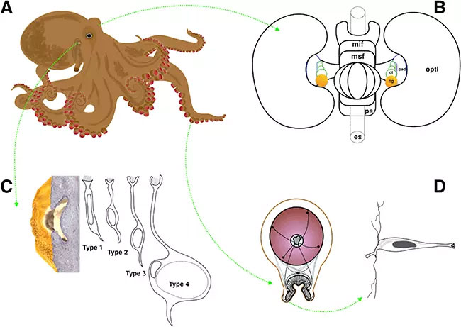 Vòng đời của bạch tuộc: Cha mẹ sinh sản, chết và con mồ côi