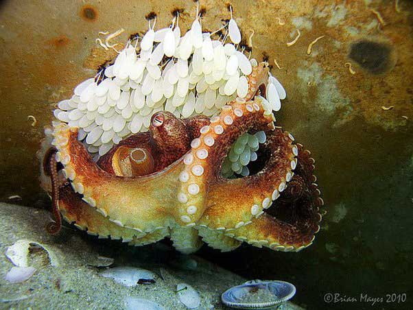 Vòng đời của bạch tuộc: Cha mẹ sinh sản, chết và con mồ côi