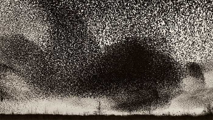 Vũ điệu mặt trời đen của hàng triệu con chim