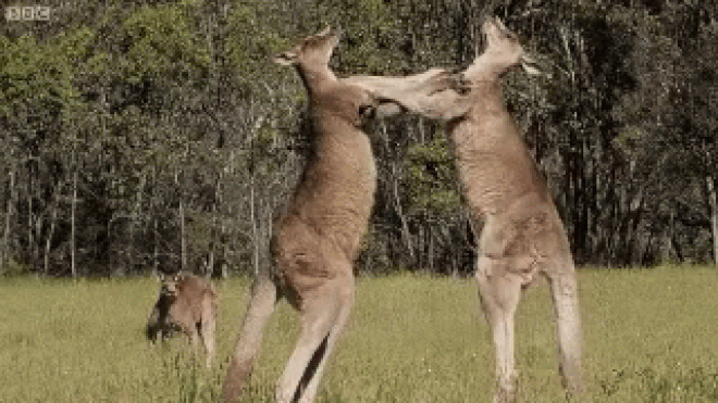 Vũ khí bí mật của kangaroo thực ra không phải là đấm bốc