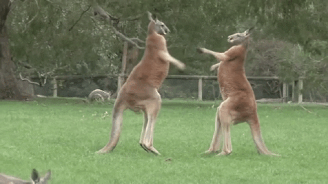 Vũ khí bí mật của kangaroo thực ra không phải là đấm bốc