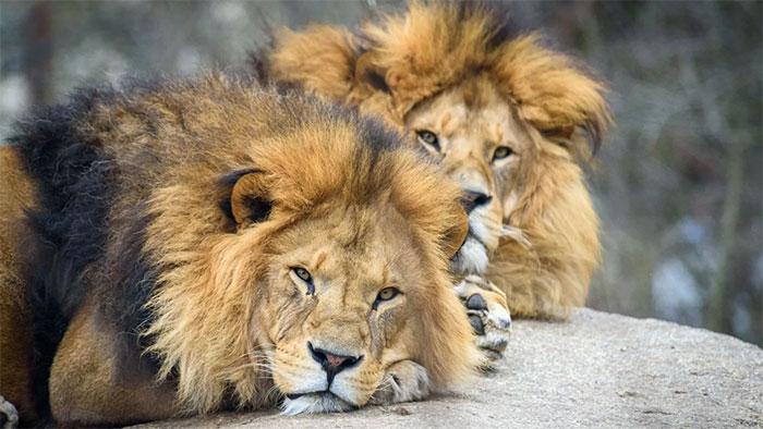 Vua sư tử mới có thể sống yên bình sau khi đánh bại vua sư tử cũ không?