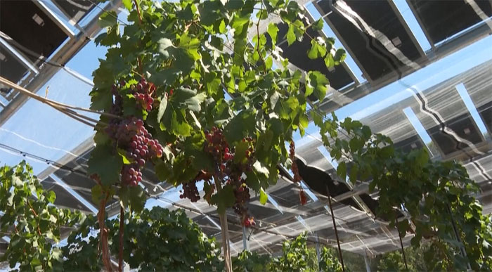 Vườn cây ăn quả có mái che là pin mặt trời