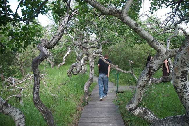 Vườn cây cổ thụ xoắn ốc kỳ quái thu hút du khách ở Canada