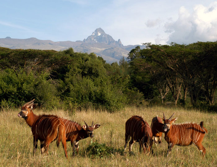 Vườn quốc gia núi Kenya