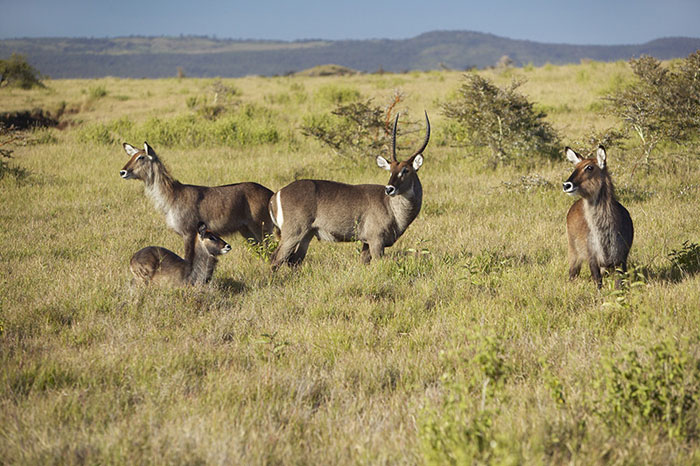 Vườn quốc gia núi Kenya