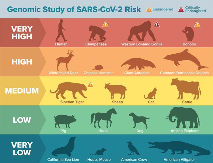 WHO xác nhận khả năng lây nhiễm virus SARS-CoV-2 từ người sang động vật