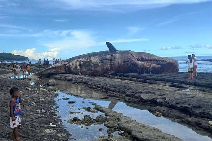 Xác cá nhà táng khổng lồ trôi dạt vào bờ biển Philippines khiến các chuyên gia lo ngại