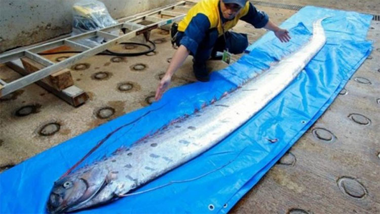 Xác cá rồng biển khiến người dân Nhật Bản lo lắng